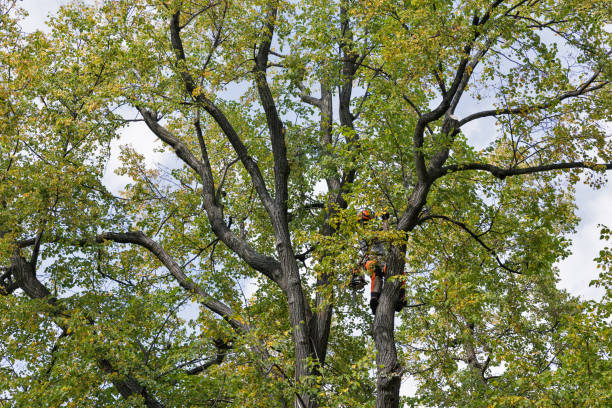 Tree and Shrub Care in Browns Lake, WI